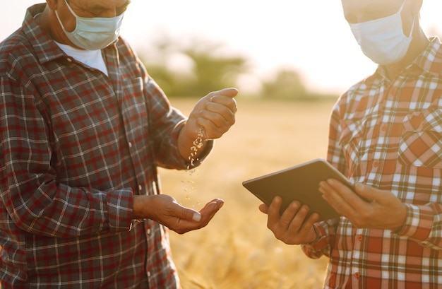 Dos agricultores con máscaras médicas estériles con una tableta en las manos en un campo de trigo durante una pandemia