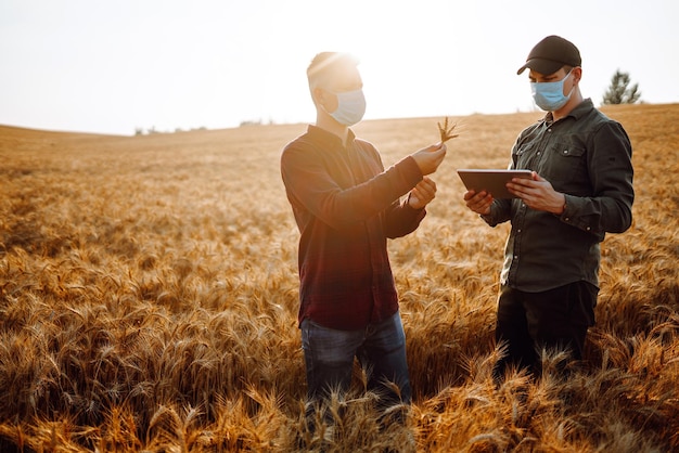 Dos agricultores con máscaras médicas estériles con tableta en las manos en el campo de trigo verifican la calidad del cultivo