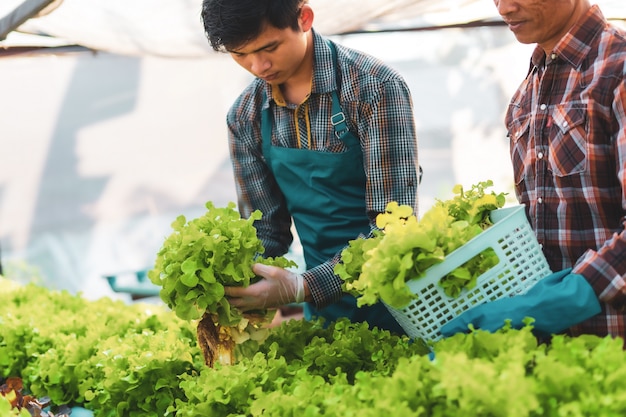 Dos agricultores recogiendo ensalada en invernadero hidropónico, concepto de comida saludable