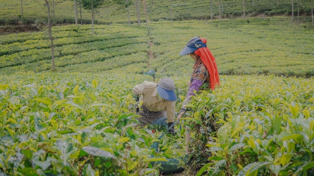 Dos agricultores recogiendo té
