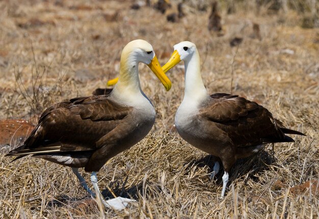 Dos albatros en el suelo