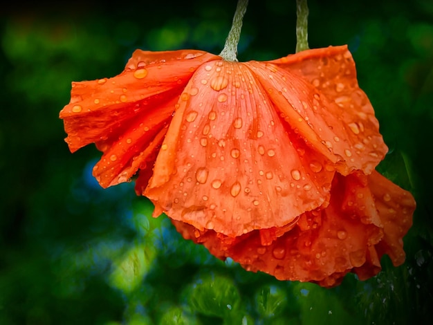 Dos amapolas rojas sobre un fondo verde 1