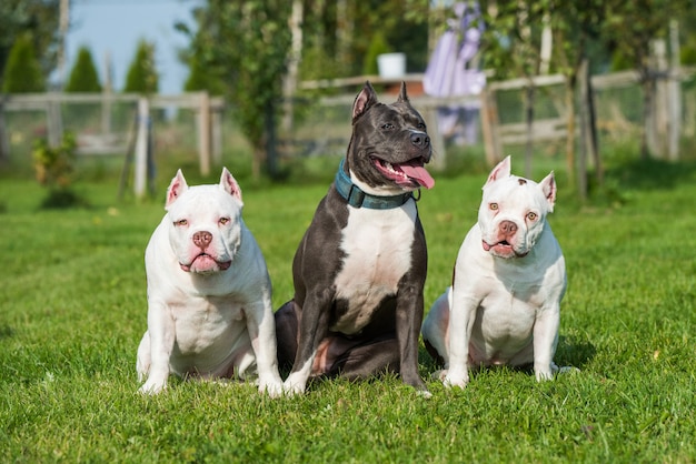 Dos American Bully blanco y un American Staffordshire Terrier