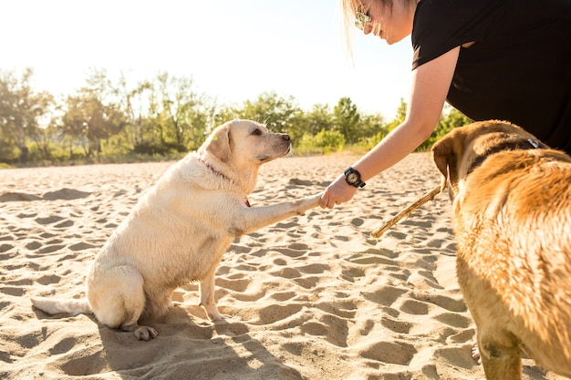 Dos amigos labrador jugando en la playa