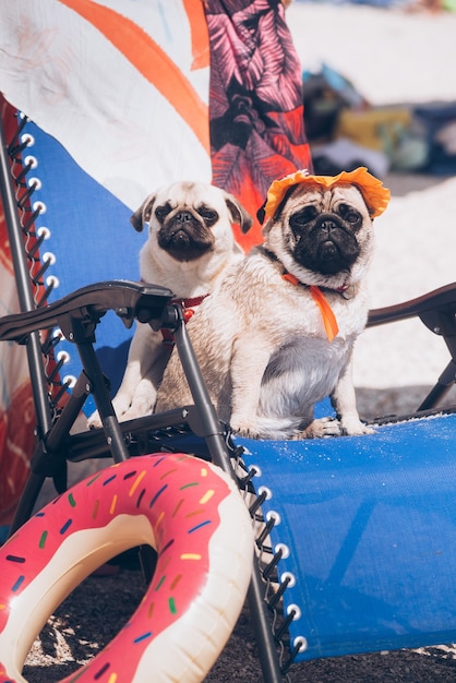 Dos amigos de perro de raza Pug está descansando en una playa