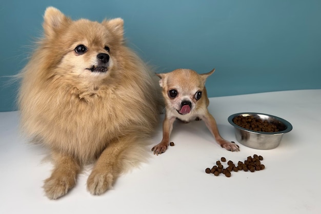 Dos amigos perros lindos cachorros felices Pomerania Spitz perro y pequeño chihuahua