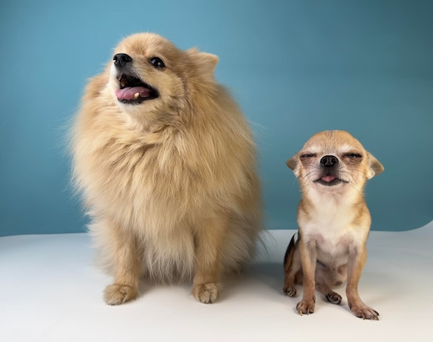 Dos amigos perros lindos cachorros felices Pomerania Spitz perro y pequeño chihuahua