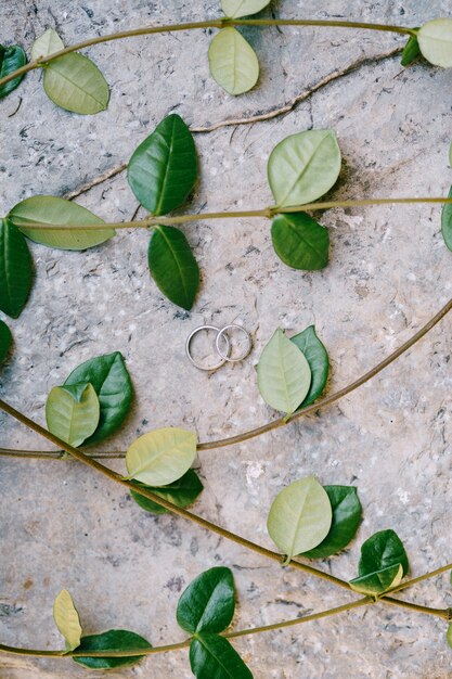 Foto dos anillos para los novios en una textura gris con ramas con hojas verdes