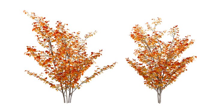 Dos árboles con un brillante follaje naranja de otoño
