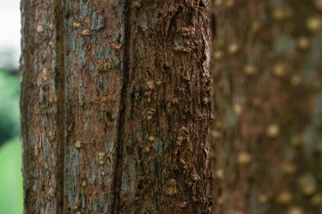 Foto dos árboles de pule en el tronco con borrón en la parte delantera