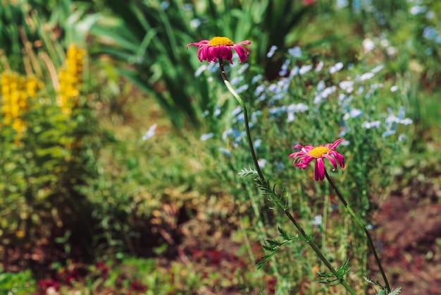 Foto dos asteres increíbles con pétalos de color rosa brillante y polen amarillo a la luz del sol. hermosas flores magentas en tallo largo en naturaleza multicolor con espacio de copia. flores florecientes coloridas en día soleado.