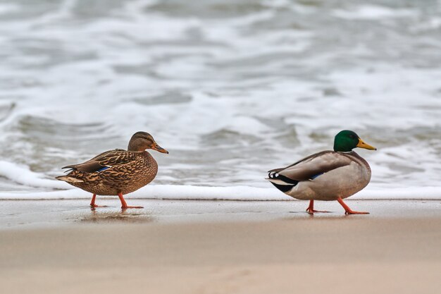 Dos aves acuáticas ánade real caminando cerca del mar Báltico. Cerca de Anas platyrhynchos, pato real. Concepto de ruptura de pareja.