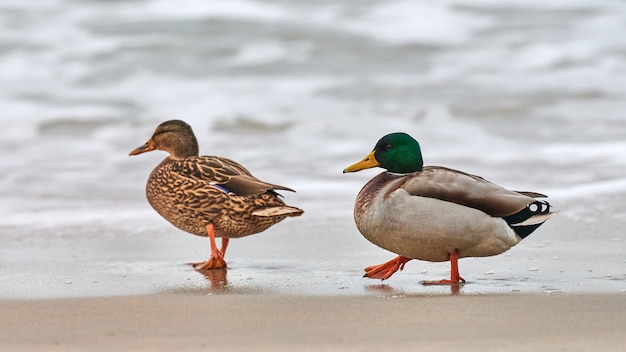 Dos aves acuáticas ánade real caminando cerca del mar Báltico