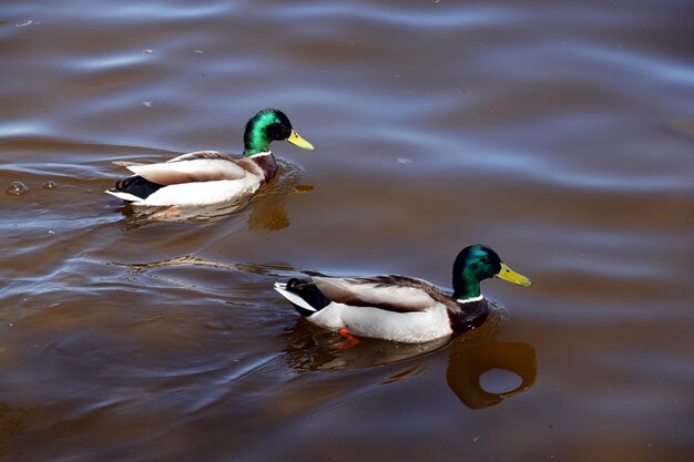 Dos aves acuáticas drake con plumaje colorido flotan de cerca en el agua del río de primavera