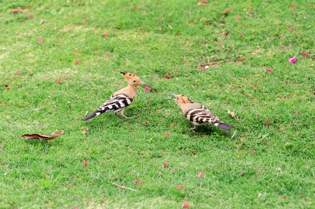 Foto dos aves hoopoe sentado en primer plano de hierba verde