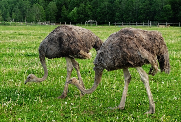 Dos avestruces en hierba verde en verano