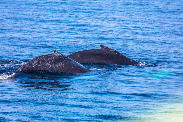 Foto dos ballenas en el mar