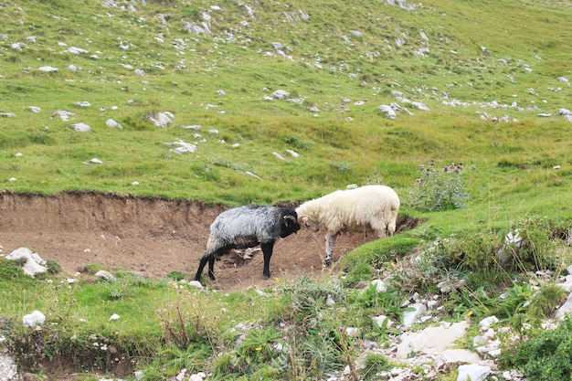 Dos barcos peleando alto en el campo de las montañas