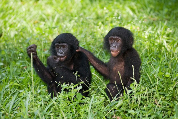 Dos bebés Bonobo están sentados en la hierba. República Democrática del Congo. Parque Nacional Lola Ya Bonobo.