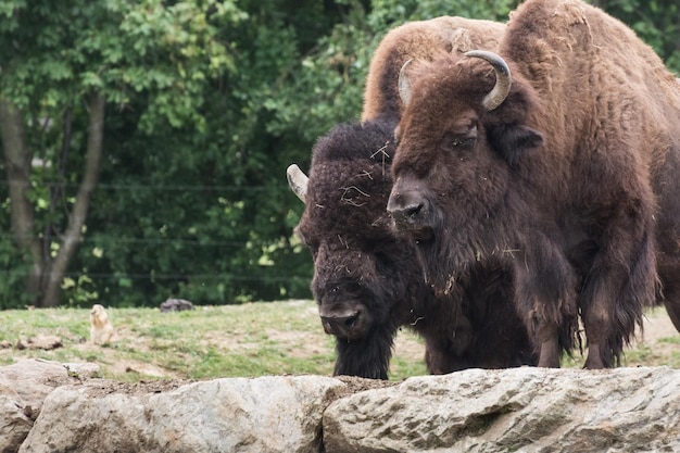 Dos bisontes de pie sobre rocas