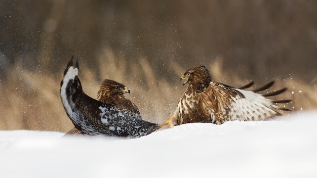 Dos buitres comunes peleando en la nieve en la naturaleza invernal