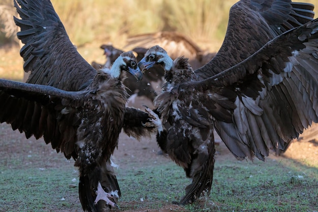 Foto dos buitres negros uno frente al otro peleando