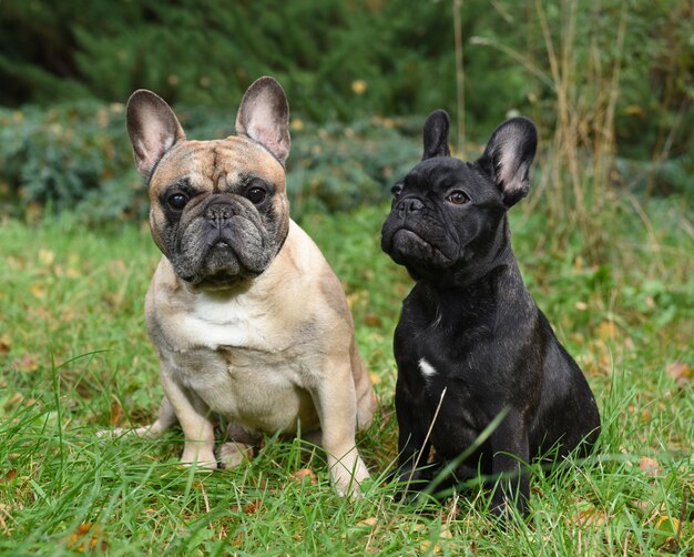 Dos bulldogs franceses amistosos divertidos en la naturaleza.