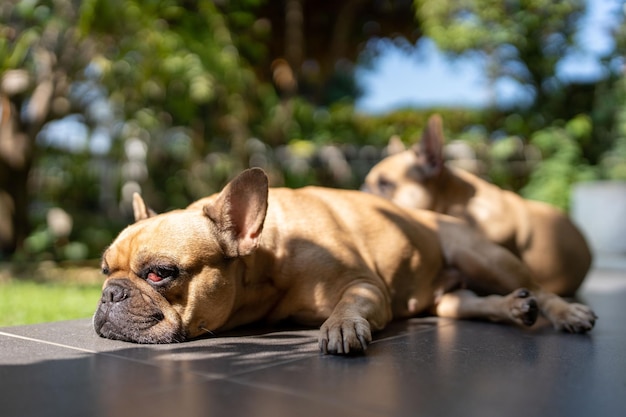 Dos bulldogs franceses sobre una mesa al sol