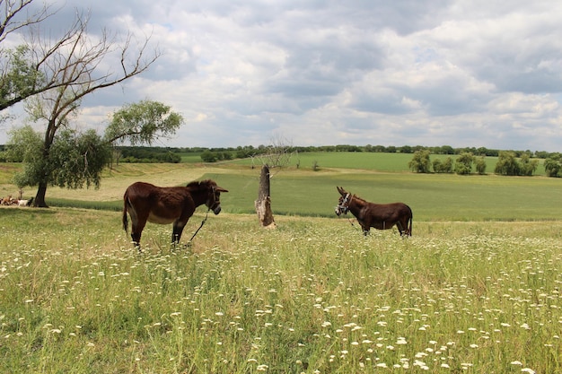 dos burros en un campo