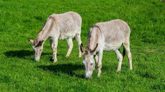 dos burros comiendo hierba