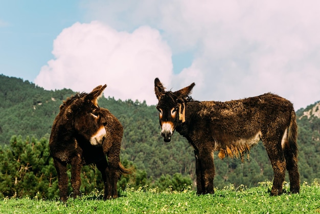 Dos burros descansando en el prado verde