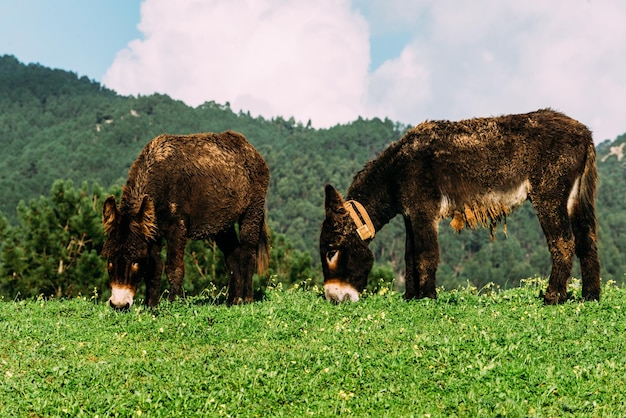 Dos burros descansando en el prado verde