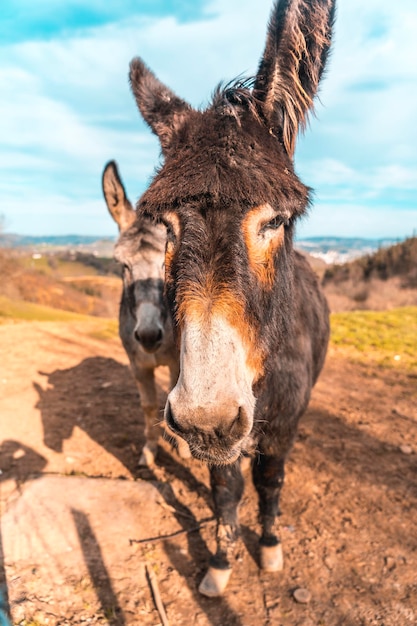 Foto dos burros del monte adarra en guipúzcoa país vasco