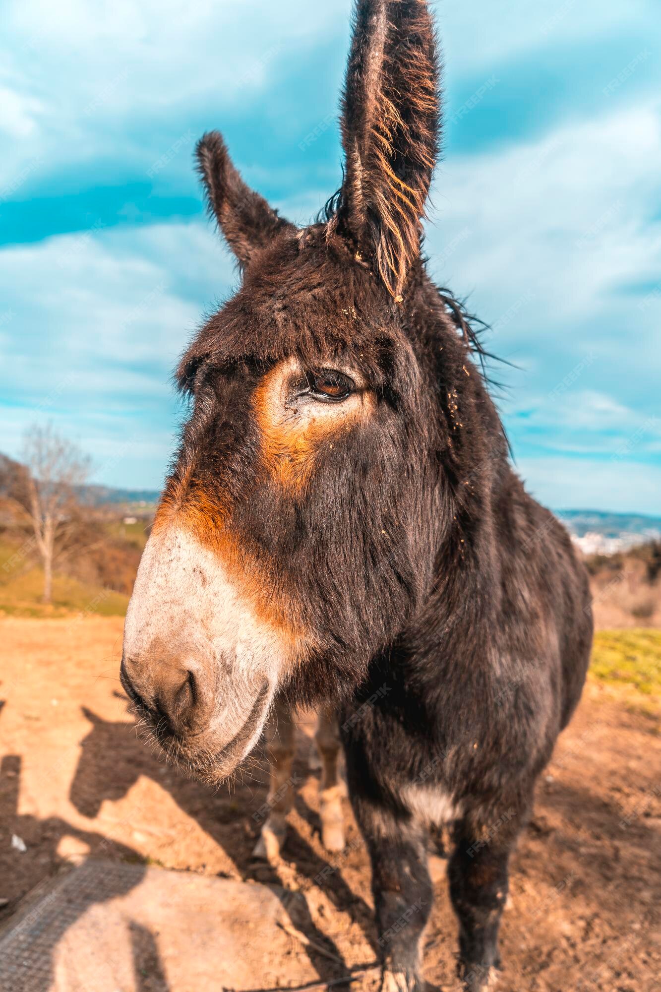 Dos burros del monte adarra en guipúzcoa país vasco | Foto Premium Dos burros del monte adarra en guipúzcoa país vasco | Foto Premium