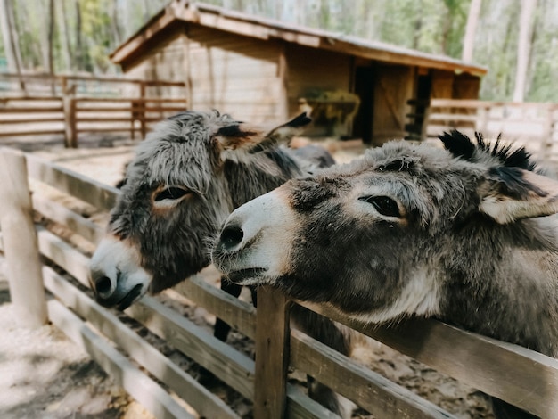 Dos burros en el zoológico miran en una dirección. Fotografía de animales.