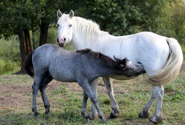 Foto dos caballos al aire libre