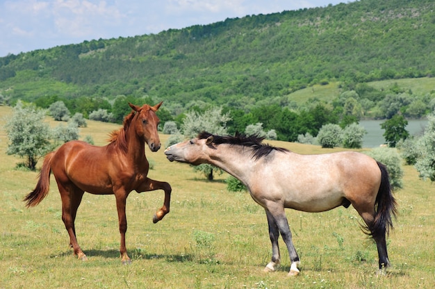 Dos caballos amigables