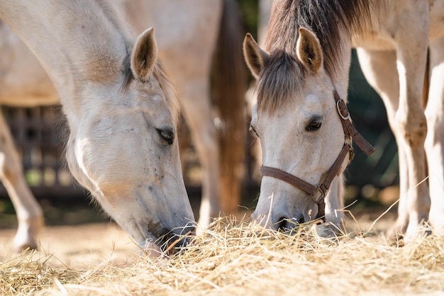 Dos caballos árabes blancos comiendo heno del suelo, detalle de cierre en la cabeza