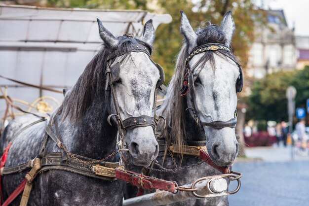 Dos caballos en arnés