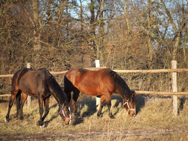 Dos caballos en el campo comiendo hierba.