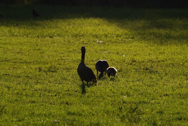 Dos caballos en un campo