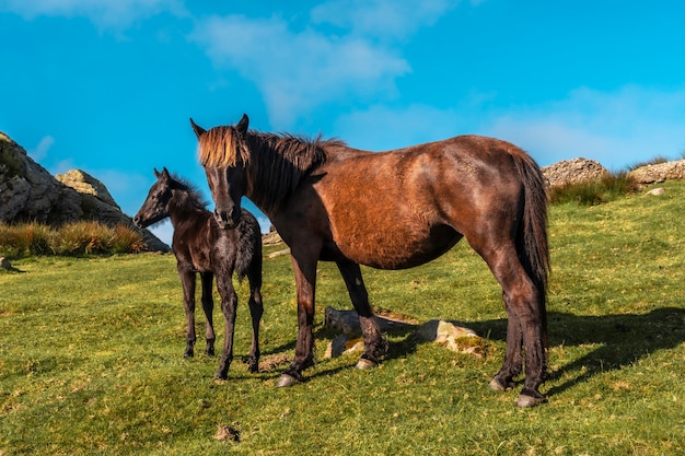 Dos caballos en la cima del Monte Adarra en Urnieta, cerca de San Sebastián. Gipuzkoa, País Vasco. Foto vertical