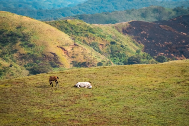 Dos caballos comiendo hierba juntos en el campo, colina con dos caballos comiendo hierba, dos caballos tumbados en la hierba