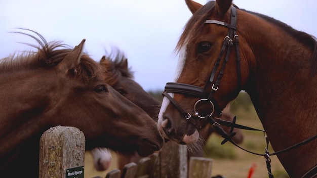 Foto dos caballos se enamoran de la imagen