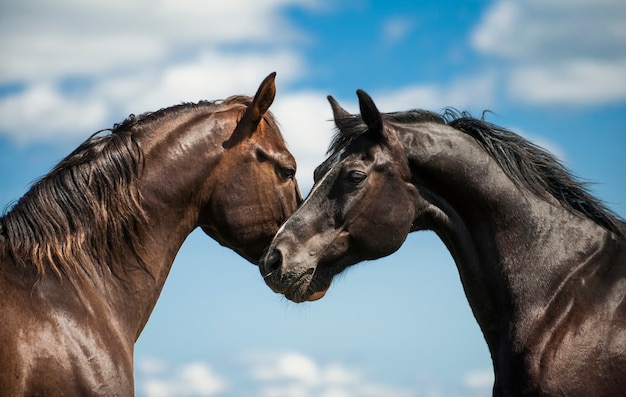 Dos caballos en un fondo de cielo