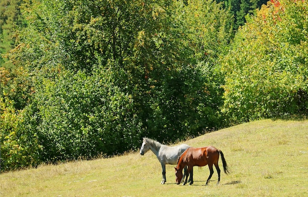 Dos caballos en la ladera de la montaña de mestia highland en la región de svaneti de georgia