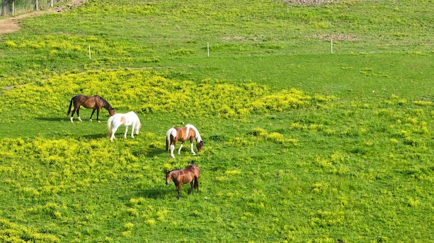 Dos caballos marrones con dos caballos pintados de blanco y marrón en el campo de hierba aéreo