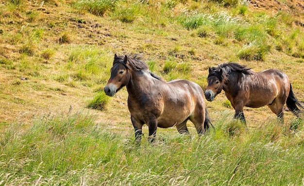 Dos caballos marrones elegantes corren entre la hierba verde cerca de la colina North Berwick Law en Escocia