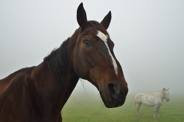 Dos caballos en la niebla