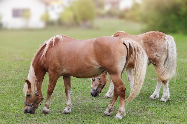 Dos caballos pastan en una granja en un día de veranoCierre con enfoque selectivo